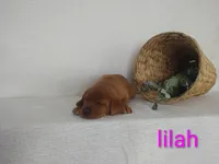 Lilah, a female Labrador Retriever for sale in Womelsdorf, PA – Photo 4 of 5