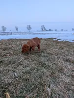 Lilah, a female Labrador Retriever for sale in Womelsdorf, PA – Photo 1 of 5