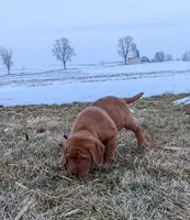 Lilah, a female Labrador Retriever for sale in Womelsdorf, PA – Photo 3 of 5