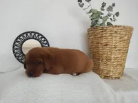 Lilah, a female Labrador Retriever for sale in Womelsdorf, PA – Photo 5 of 5