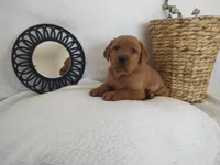 Buster, a male Labrador Retriever for sale in Womelsdorf, PA – Photo 6 of 6