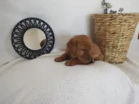 Buster, a male Labrador Retriever for sale in Womelsdorf, PA – Photo 5 of 6