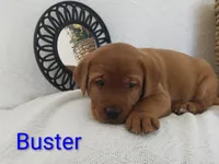 Buster, a male Labrador Retriever for sale in Womelsdorf, PA – Photo 4 of 6