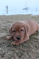 Buster, a male Labrador Retriever for sale in Womelsdorf, PA – Photo 1 of 6