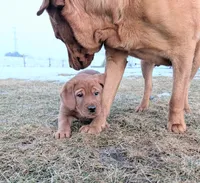 Buster, a male Labrador Retriever for sale in Womelsdorf, PA – Photo 3 of 6