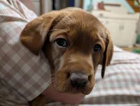 Missy, a female Labrador Retriever for sale in Womelsdorf, PA – Photo 5 of 6