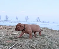 Missy, a female Labrador Retriever for sale in Womelsdorf, PA – Photo 2 of 6
