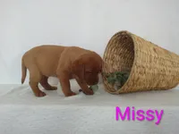 Missy, a female Labrador Retriever for sale in Womelsdorf, PA – Photo 4 of 6