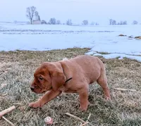 Missy, a female Labrador Retriever for sale in Womelsdorf, PA – Photo 3 of 6