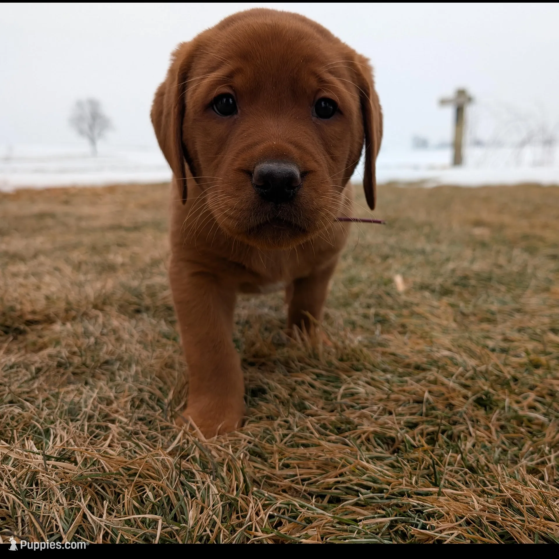 Baxter , a male Labrador Retriever for sale in Womelsdorf, PA – Photo 5 of 6