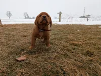 Baxter , a male Labrador Retriever for sale in Womelsdorf, PA – Photo 6 of 6