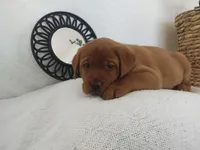 Baxter , a male Labrador Retriever for sale in Womelsdorf, PA – Photo 3 of 6