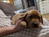 Baxter , a male Labrador Retriever for sale in Womelsdorf, PA – Photo 2 of 6