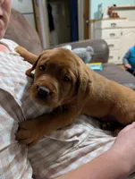 Baxter , a male Labrador Retriever for sale in Womelsdorf, PA – Photo 4 of 6