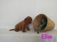 Ellie, a female Labrador Retriever for sale in Womelsdorf, PA – Photo 5 of 8