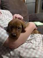 Ellie, a female Labrador Retriever for sale in Womelsdorf, PA – Photo 8 of 8