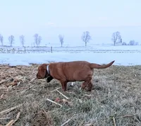 Ellie, a female Labrador Retriever for sale in Womelsdorf, PA – Photo 4 of 8