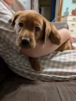 Ellie, a female Labrador Retriever for sale in Womelsdorf, PA – Photo 6 of 8