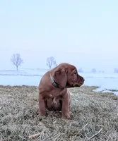Ellie, a female Labrador Retriever for sale in Womelsdorf, PA – Photo 2 of 8