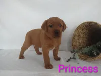 Princess , a female Labrador Retriever for sale in Womelsdorf, PA – Photo 6 of 8