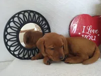 Princess , a female Labrador Retriever for sale in Womelsdorf, PA – Photo 7 of 8