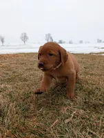 Princess , a female Labrador Retriever for sale in Womelsdorf, PA – Photo 1 of 8