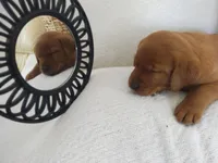 Princess , a female Labrador Retriever for sale in Womelsdorf, PA – Photo 5 of 8