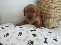 Princess , a female Labrador Retriever for sale in Womelsdorf, PA – Photo 8 of 8