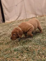 Princess , a female Labrador Retriever for sale in Womelsdorf, PA – Photo 2 of 8