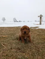 Princess , a female Labrador Retriever for sale in Womelsdorf, PA – Photo 3 of 8