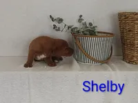 Shelby, a male Labrador Retriever for sale in Womelsdorf, PA – Photo 2 of 4