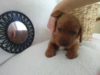 Shelby, a male Labrador Retriever for sale in Womelsdorf, PA – Photo 4 of 4