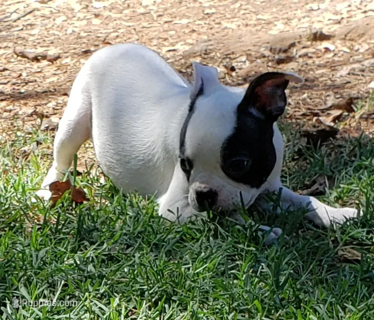 AKC Duke – Boston Terrier puppy for sale in Hidden Valley Lake, CA