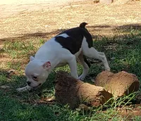 AKC Rosie, a female Boston Terrier for sale in Hidden Valley Lake, CA – 5 of 6