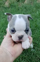 AKC Louie, a male Boston Terrier for sale in Hidden Valley Lake, CA – 2 of 6