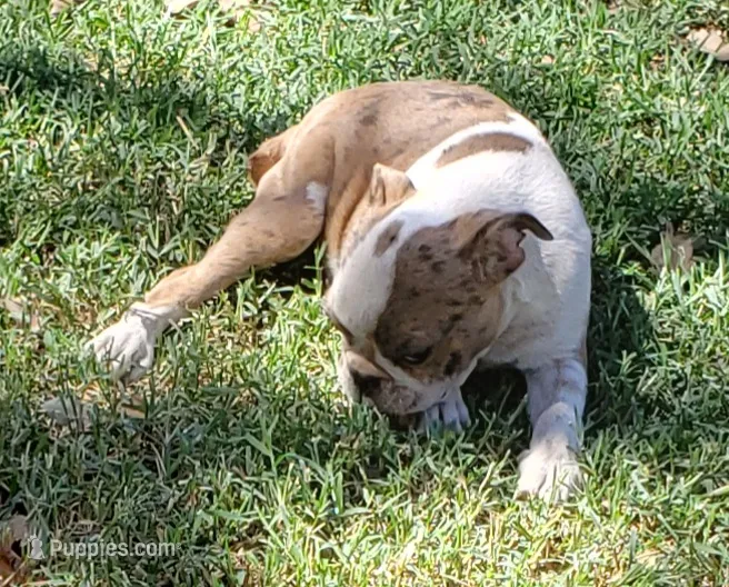 AKC Leo – Boston Terrier puppy for sale in Hidden Valley Lake, CA