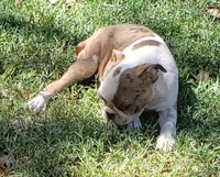AKC Leo, a male Boston Terrier for sale in Hidden Valley Lake, CA – 1 of 5