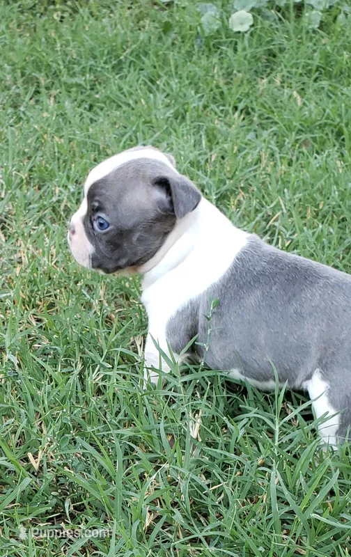 AKC Penny – Boston Terrier puppy for sale in Hidden Valley Lake, CA