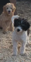 Roxy, a female Aussiedoodle and Miniature Aussiedoodle for sale in Hidden Valley Lake, CA – 5 of 5