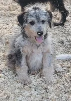 Dexter, a male Aussiedoodle and Miniature Aussiedoodle for sale in Hidden Valley Lake, CA – 5 of 6