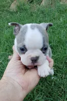 AKC Louie, a male Boston Terrier for sale in Hidden Valley Lake, CA – 3 of 6