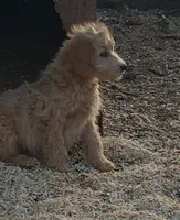 Ruby, a female Aussiedoodle and Miniature Aussiedoodle for sale in Hidden Valley Lake, CA – 3 of 7