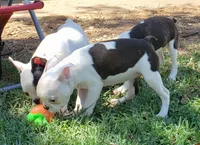 AKC Rosie, a female Boston Terrier for sale in Hidden Valley Lake, CA – 4 of 6