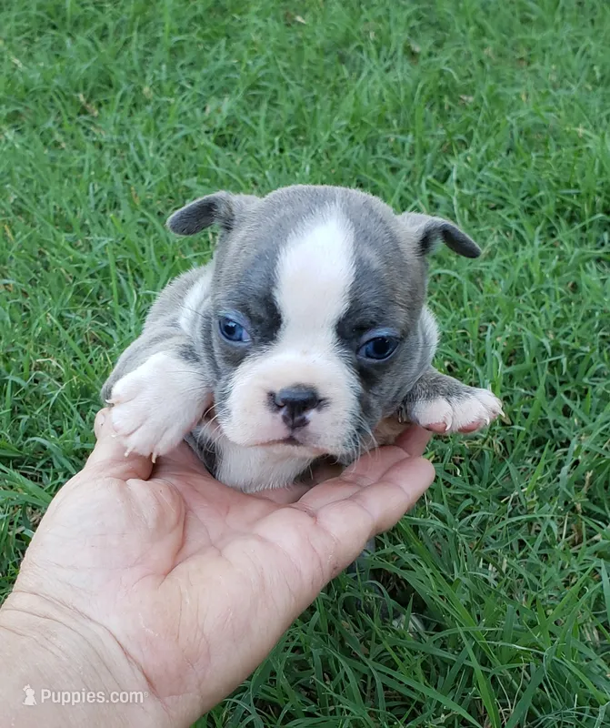 AKC Daisy – Boston Terrier puppy for sale in Hidden Valley Lake, CA