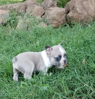AKC Teddy, a male Boston Terrier for sale in Hidden Valley Lake, CA – 1 of 5