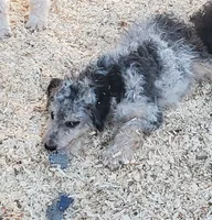 Dexter, a male Aussiedoodle and Miniature Aussiedoodle for sale in Hidden Valley Lake, CA – 3 of 6