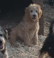 Ruby, a female Aussiedoodle and Miniature Aussiedoodle for sale in Hidden Valley Lake, CA – 7 of 7