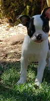 AKC Tucker, a male Boston Terrier for sale in Hidden Valley Lake, CA – 4 of 5