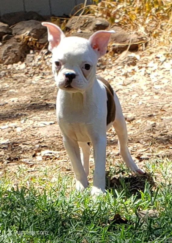 AKC Rosie – Boston Terrier puppy for sale in Hidden Valley Lake, CA