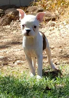 AKC Rosie, a female Boston Terrier for sale in Hidden Valley Lake, CA – 1 of 6